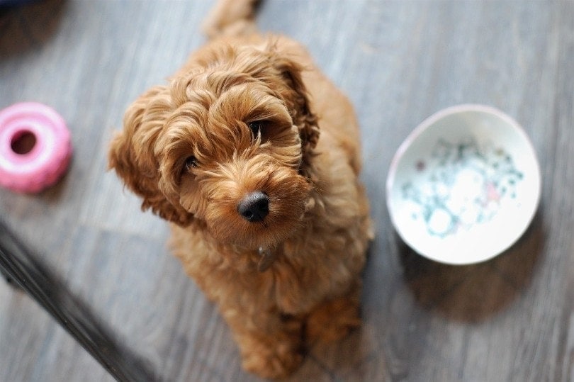 Top 20 Designer Dog Breeds in 2026 (With Info & Pictures)