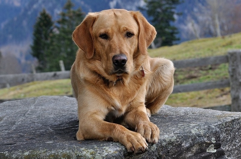 How Big Do Labradors Get? With Growth & Weight Chart