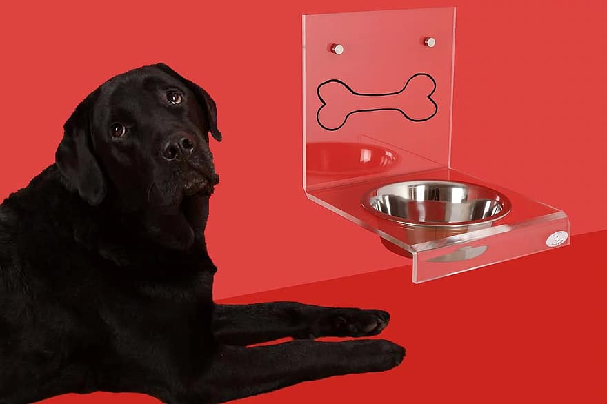 7 Best Dog Bowls for Labs - 2026 Reviews & Top Picks