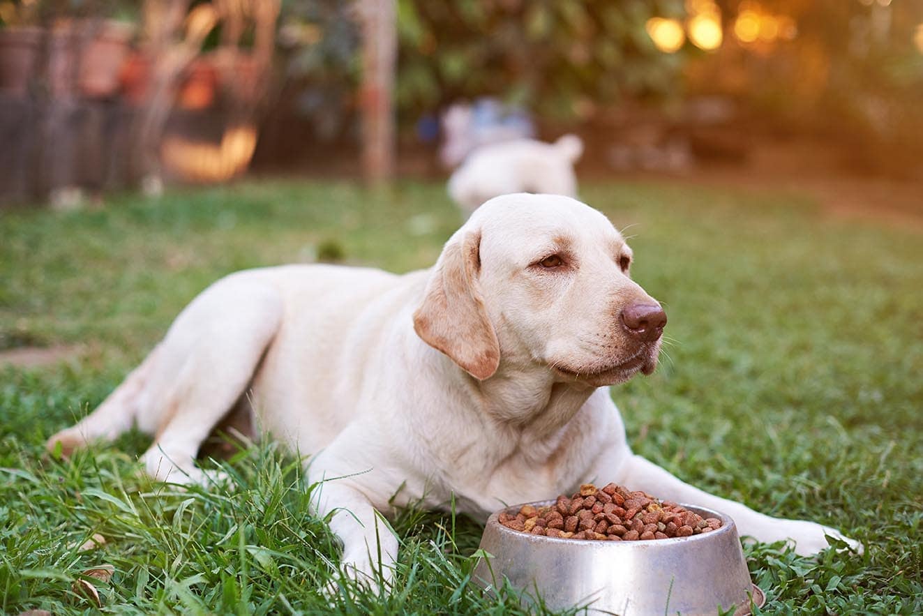 How to Keep Birds Away From Dog Food (7 Proven Methods)