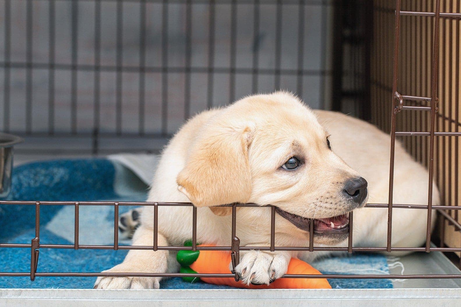 Why Do Puppies Chew on Everything? 7 Vet Reviewed Reasons