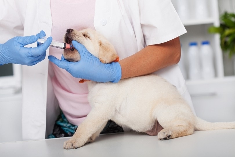 4 Side Effects of Deworming a Puppy: What You Should Expect
