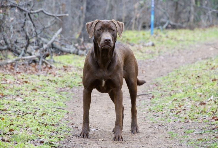 How Much Does a Labrador Retriever Cost? 2026 Price Guide