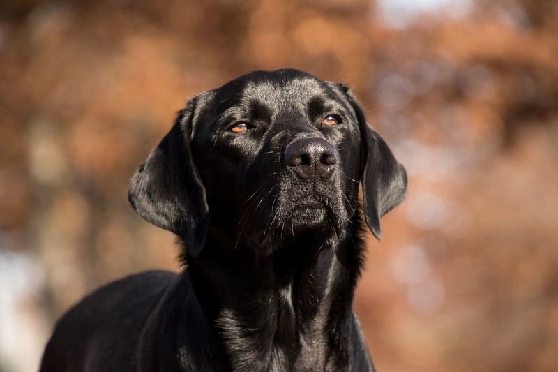 8 Dog Breeds Similar to Golden Retrievers (With Info & Pictures)