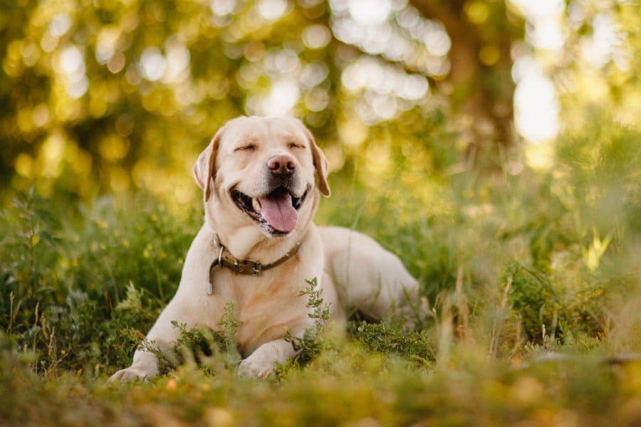 43 Labrador Mixed Breeds (With Info & Pictures)