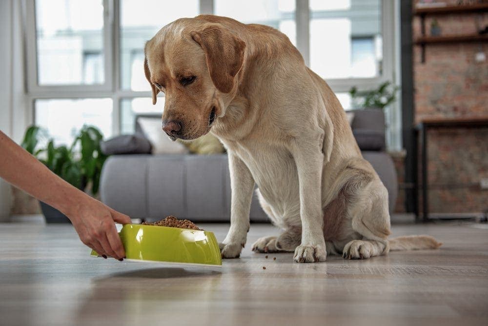 Why Is My Dog Not Eating? 5 Vet-Reviewed Reasons & What To Do