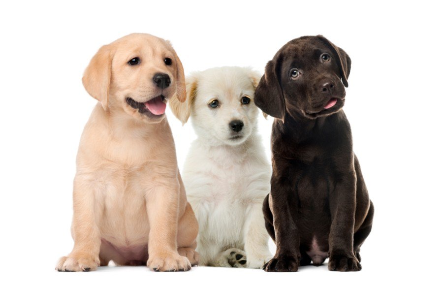 6 Labrador Colors: A Complete Overview (With Pictures)