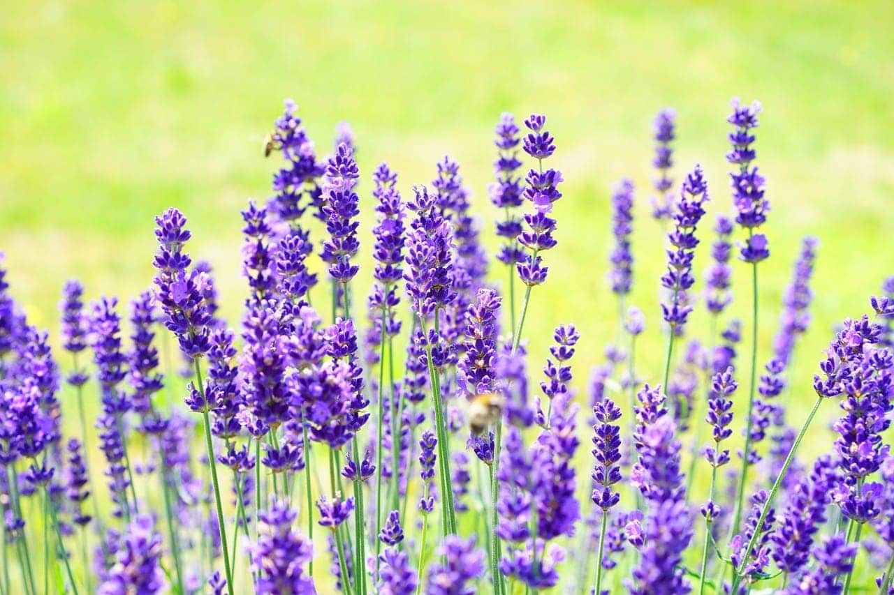 Will Lavender Calm Cats? Risks & Safety Guide (Vet-Verified)