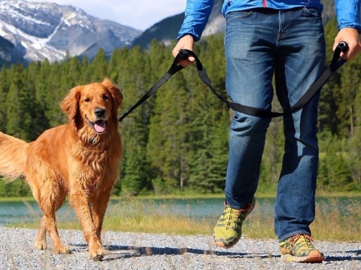 10 Best Leashes for Dogs That Pull in 2026 - Reviews & Top Picks