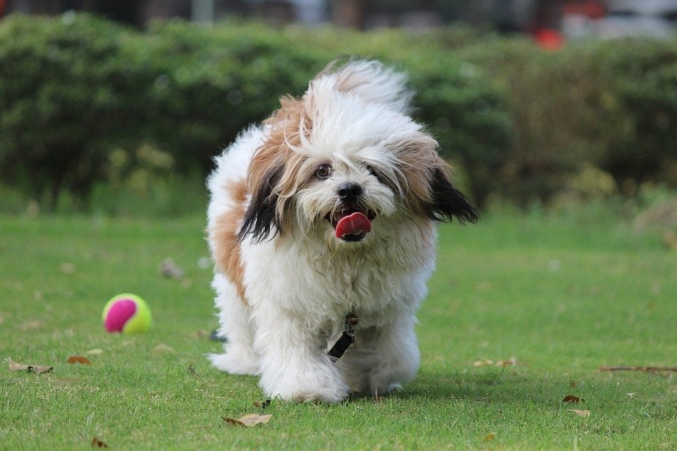 7 Lhasa Apso Behavior Problems to Watch Out For