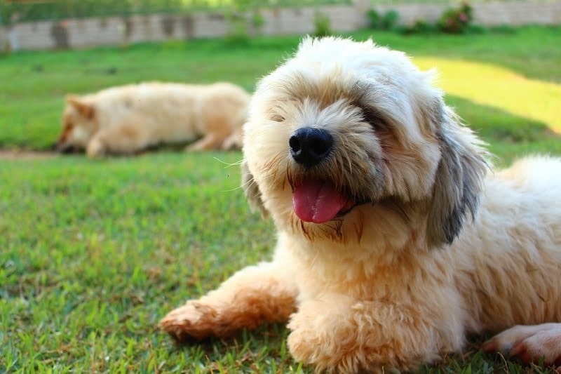 14 Lhasa Apso Colors & Patterns (With Info & Pictures)
