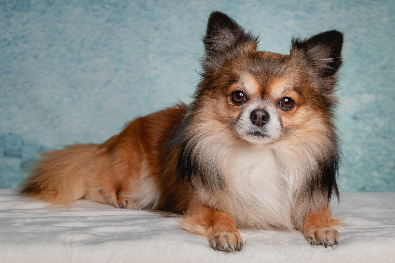 29 Essential Chihuahua Supplies & Products for Your New Pup