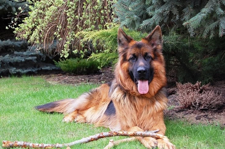How Long Do German Shepherds Stay in Heat? Vet-Verified Facts & FAQ