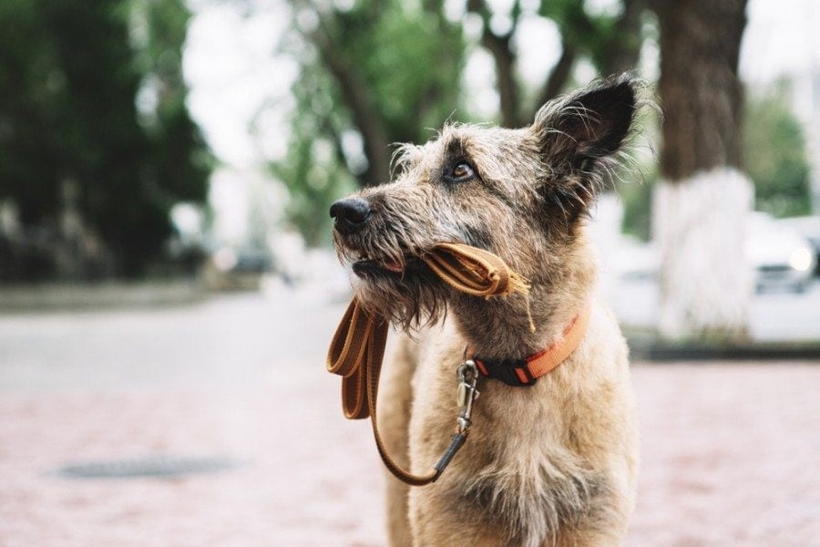 Can Lost Dogs Find Their Way Home? What Science Says