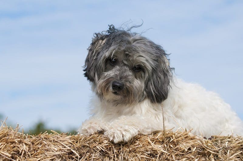 Lowchen Dog Breed: Info, Pictures, Characteristics & Facts