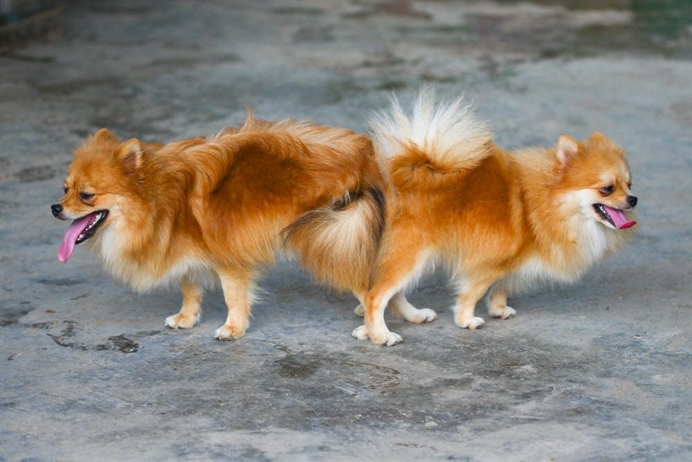 Why Do Dogs Get Stuck When They Mate? Vet Reviewed Facts & FAQs