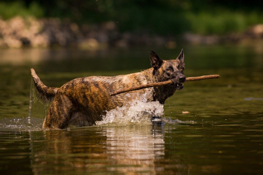 Mali Dutchie (Belgian Malinois & Dutch Shepherd): Info, Pictures, Characteristics & Facts