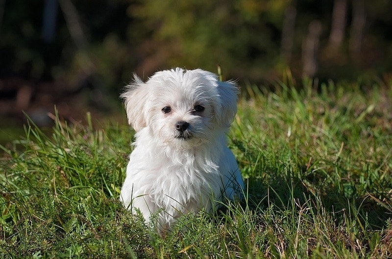 How To Potty Train a Maltese Puppy: 10 Expert Tips