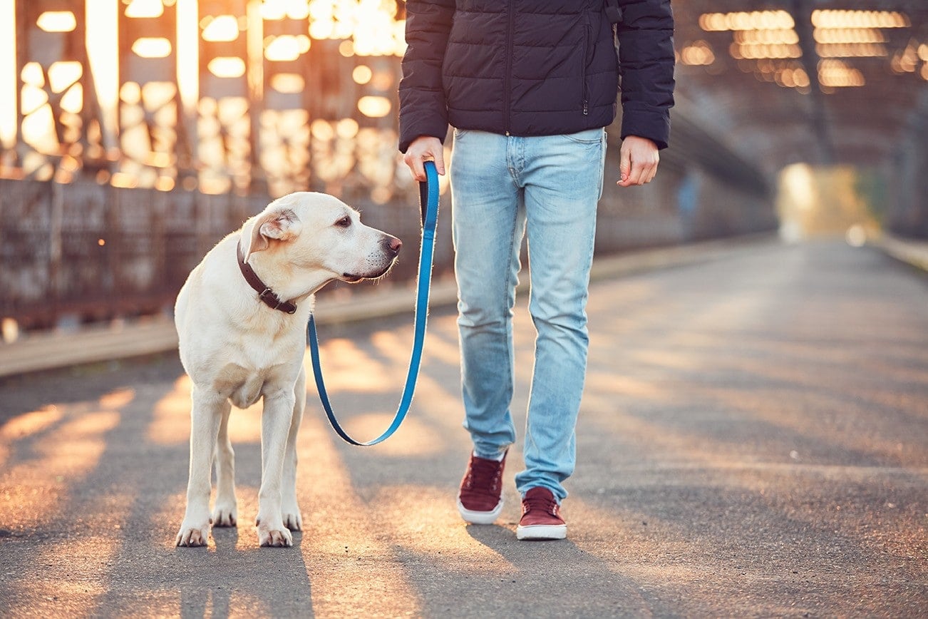 20 Best Companion Dog Breeds (With Info & Pictures)