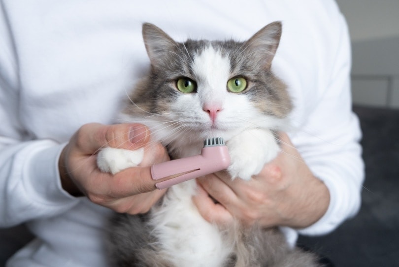 Should I Brush My Cat’s Teeth? Vet-Approved Facts & Care Tips