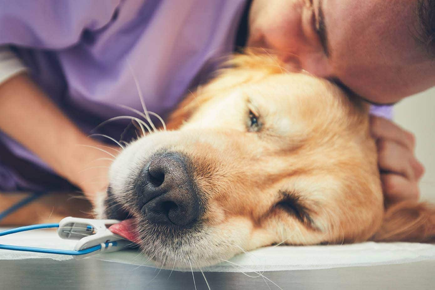 Do Dogs Know When They Are Dying? Science-Backed Facts