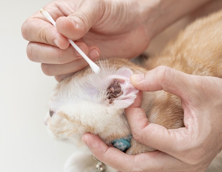 Can Humans Catch Ear Mites From Cats? Vet-Reviewed Facts
