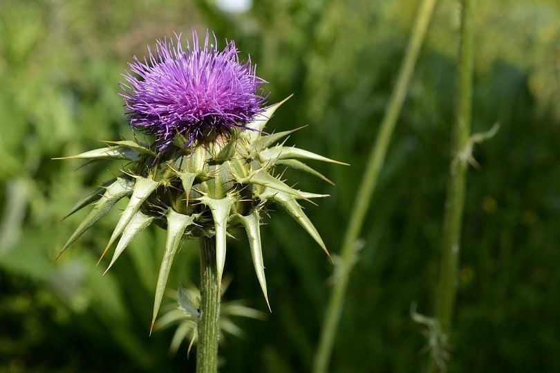 Milk Thistle for Dogs: Vet Explained Benefits and Uses