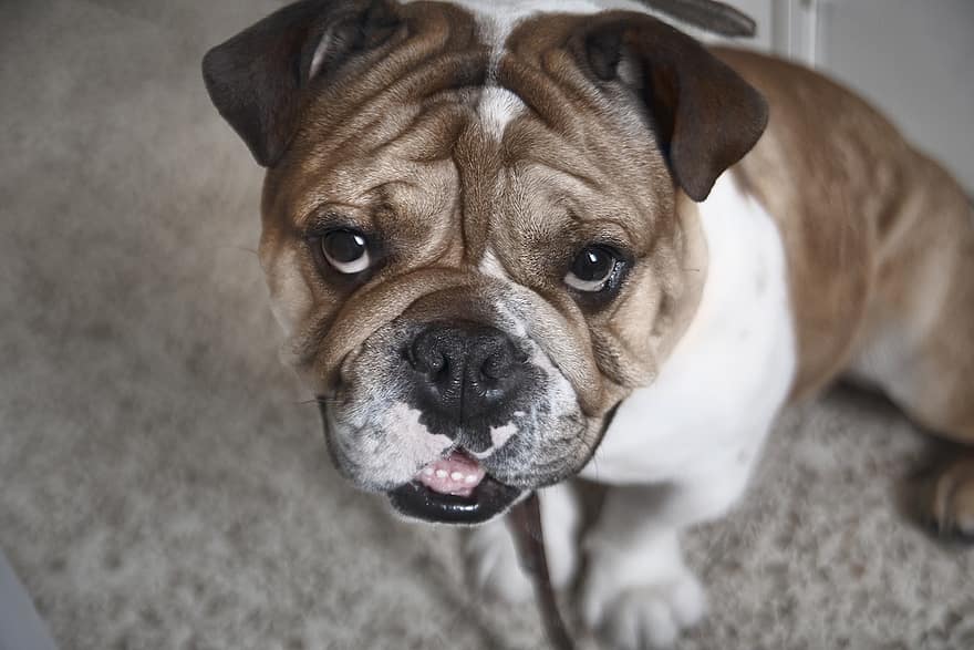 Miniature Bulldog (English Bulldog & Pug Mix): Info, Pictures, Facts