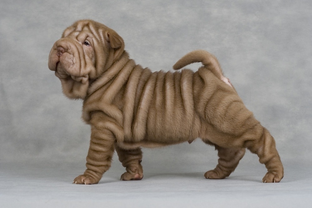 What Is a Mini Hippo Dog? With Pictures, Care, History & Facts