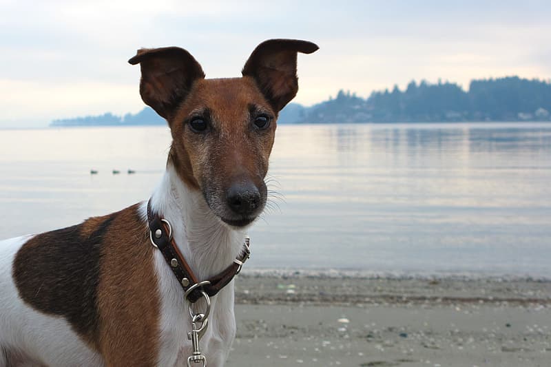 Mini Scottish Fox Terrier (Scottish & Toy Fox Terriers Mix) Dog Breed Info: Pictures, Traits & Facts