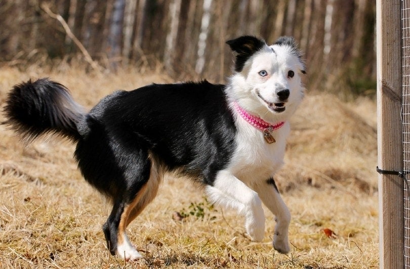 Miniature American Shepherd: Breed Info, Pictures, Puppies, Traits
