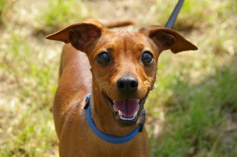miniature pinscher