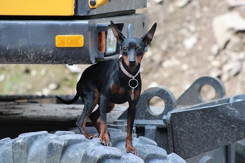 miniature pinscher