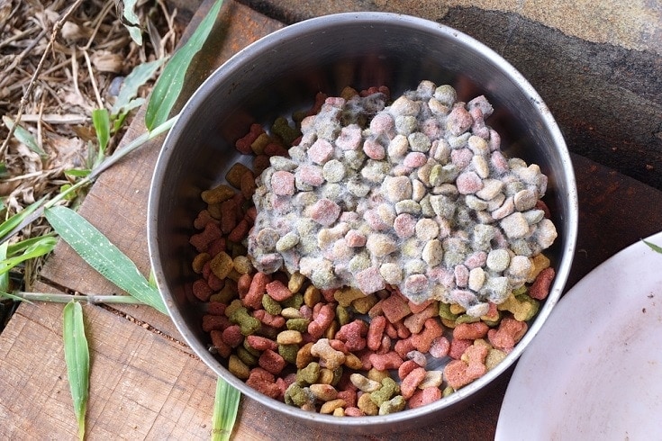 Toxic Moldy Dog Food: Vet-Approved Health & Safety Guide