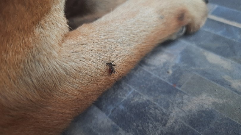 How to Keep Mosquitoes Away From Your Dog (5 Vet-Approved Methods)