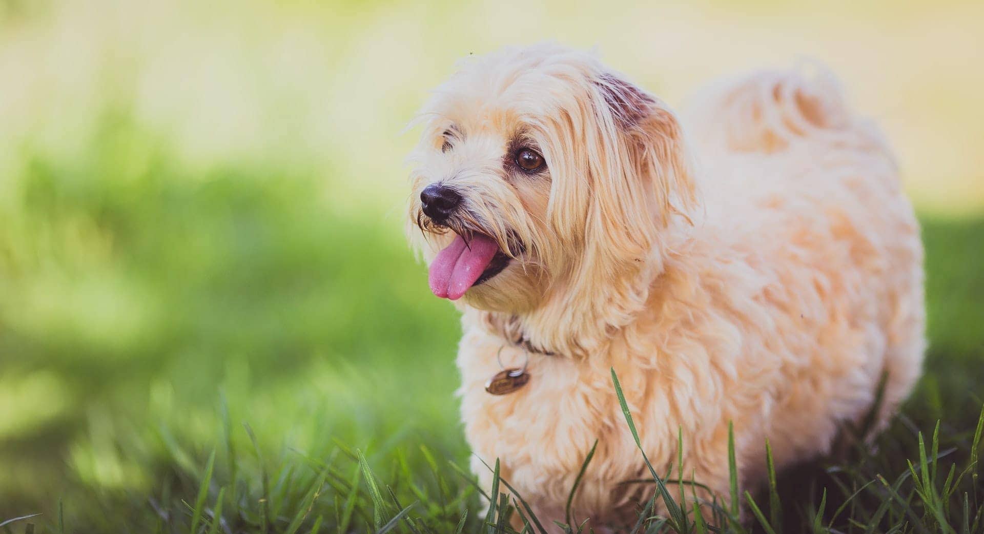 17 Blonde Dog Breeds: With Info, Pictures & History