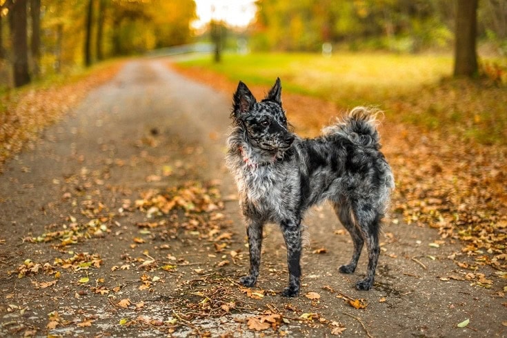 Mudi Dog Breed: Info, Pictures, Characteristics & Facts