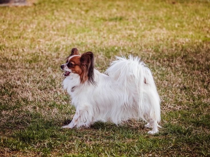 6 Papillon Pros & Cons: Important Considerations