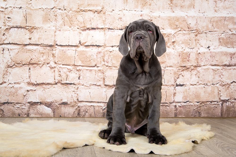 Neo Bullmastiff: Pictures, Characteristics & Facts