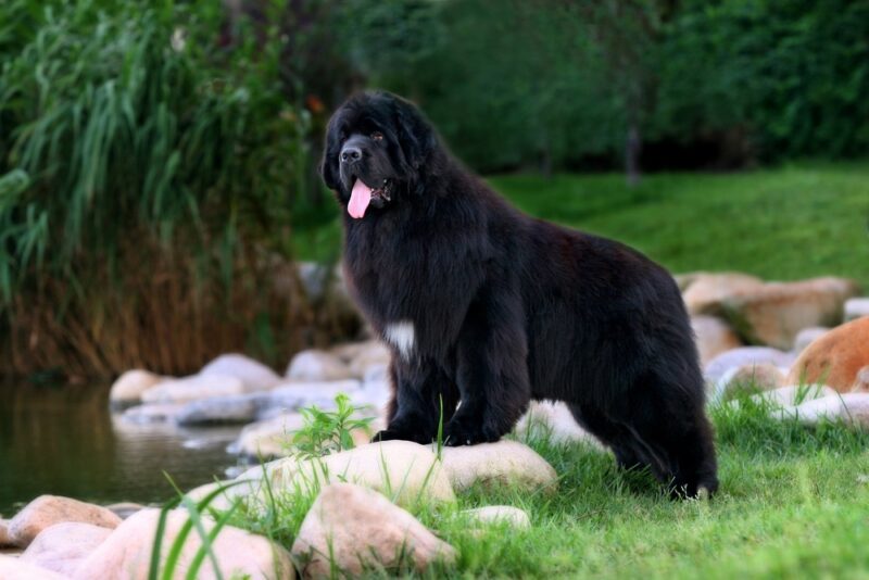 14 Newfoundland Dog Pros & Cons You Need to Know