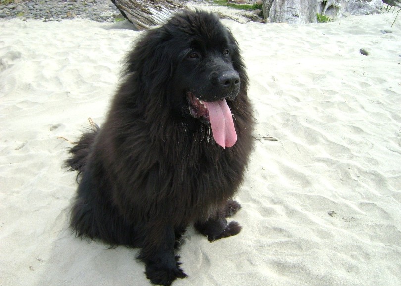 Are Newfoundland Dogs Hypoallergenic? Vet-Reviewed Facts