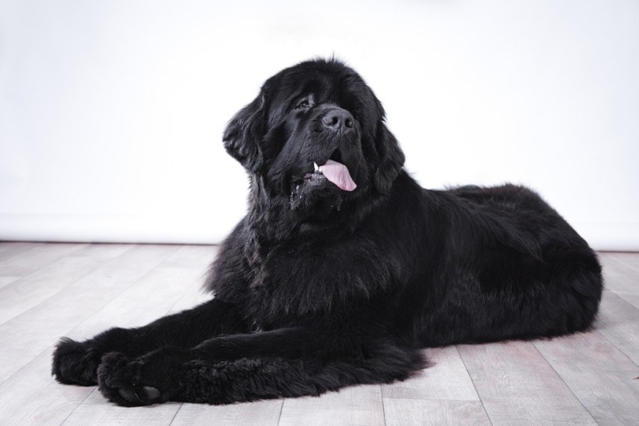 4 Newfoundland Dog Colors & Markings (With Info & Pictures)