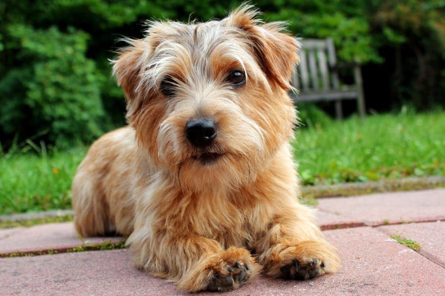 Norfolk Terrier Dog Breed Info: Pictures, Characteristics & Facts