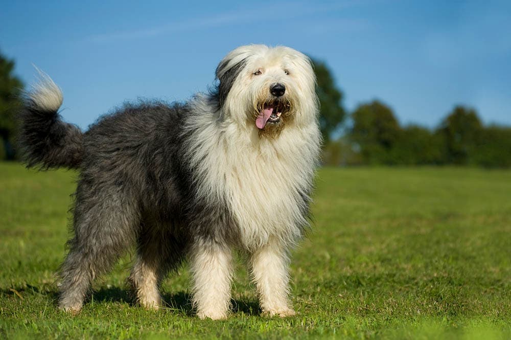 How Much Does an Old English Sheepdog Cost? 2026 Price Guide