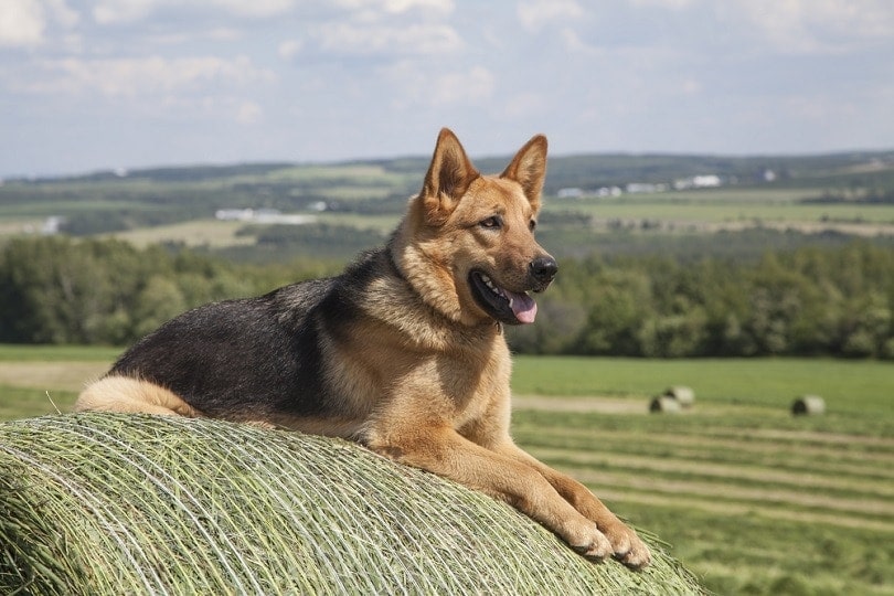 Are German Shepherds Good for Guarding Goats? Breed Facts & FAQs