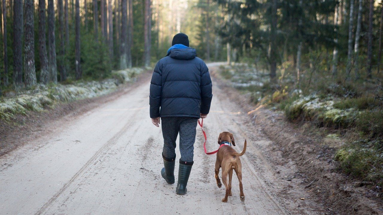 11 Small Dog Breeds For Hiking (With Info & Pictures)