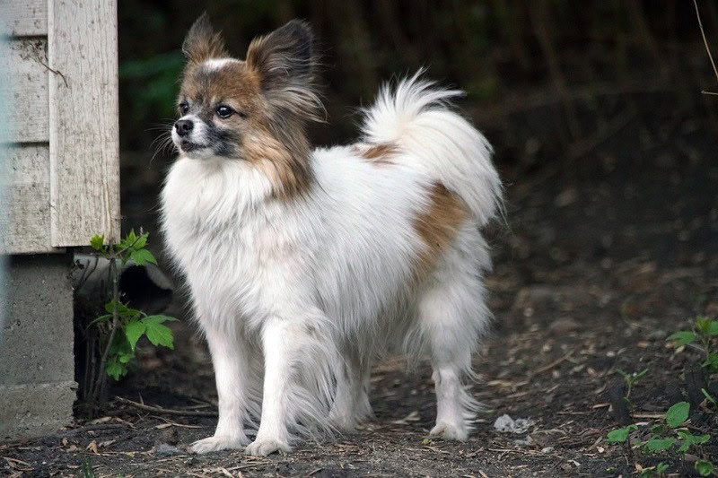 6 Papillon Colors: Amazing Hues and Shades (With Pictures)
