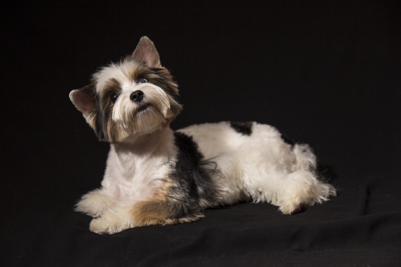 Parti Yorkie Growth & Weight Chart (With Pictures)