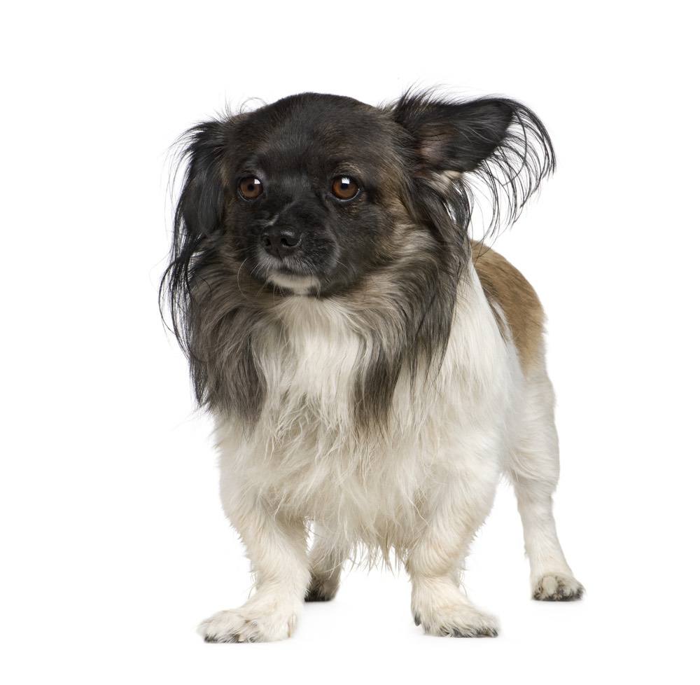 Peke-A-Pap (Papillon & Pekingese Mix): Info, Pictures, Characteristics & More