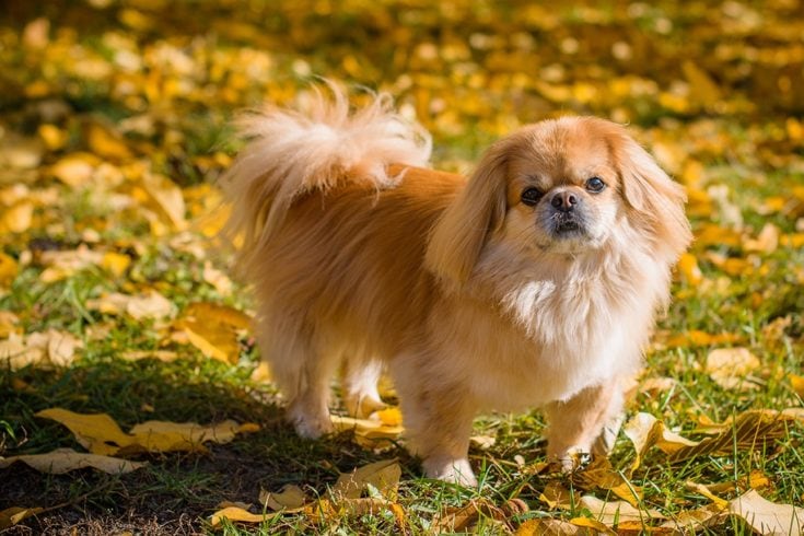 Pekingese Dog Breed: Info, Pictures, Characteristics & Facts